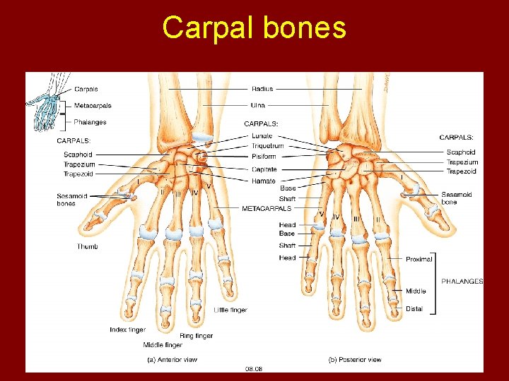 Carpal bones 
