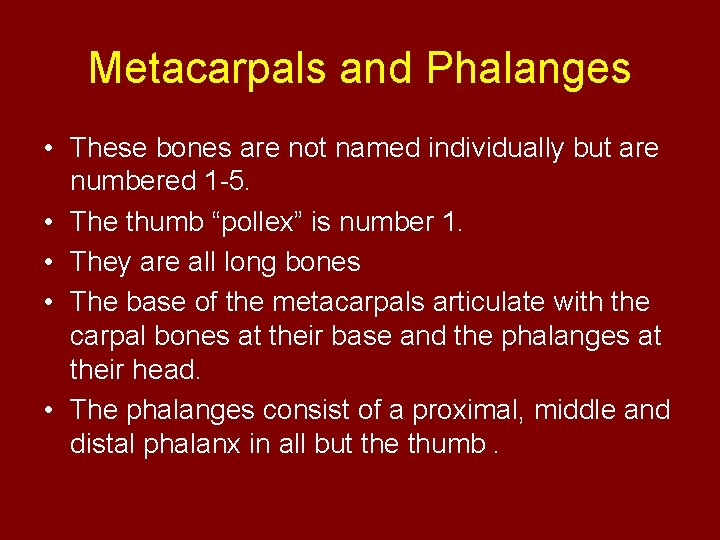 Metacarpals and Phalanges • These bones are not named individually but are numbered 1