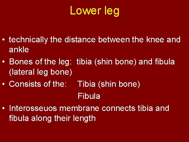 Lower leg • technically the distance between the knee and ankle • Bones of