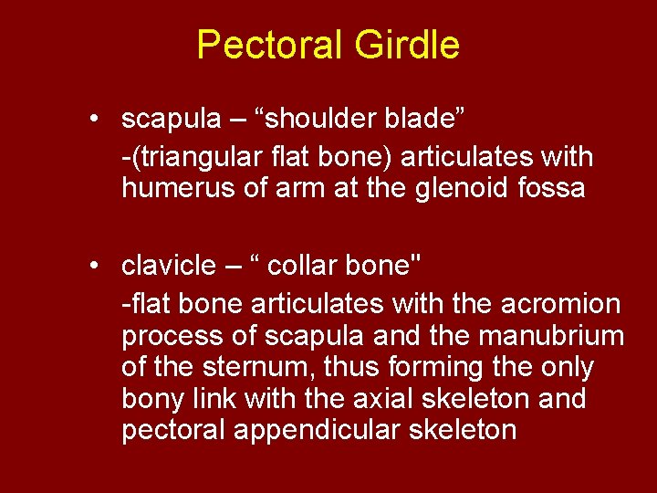 Pectoral Girdle • scapula – “shoulder blade” -(triangular flat bone) articulates with humerus of