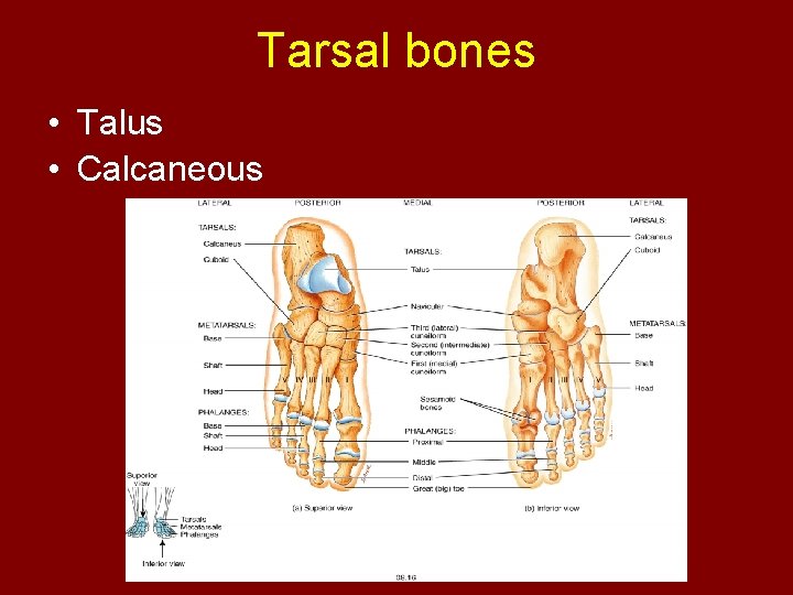 Tarsal bones • Talus • Calcaneous 