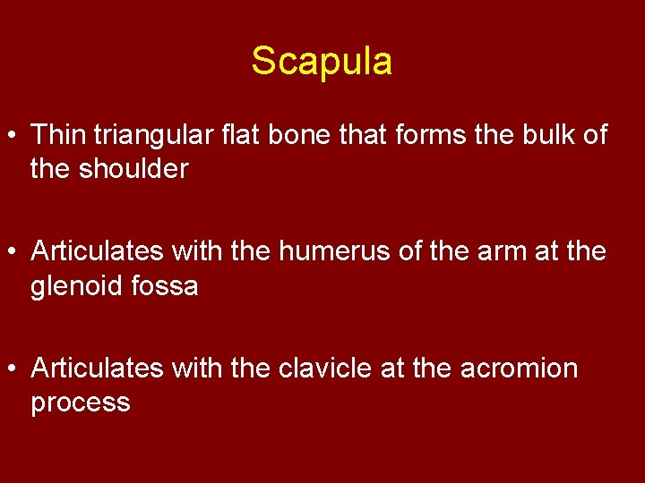 Scapula • Thin triangular flat bone that forms the bulk of the shoulder •
