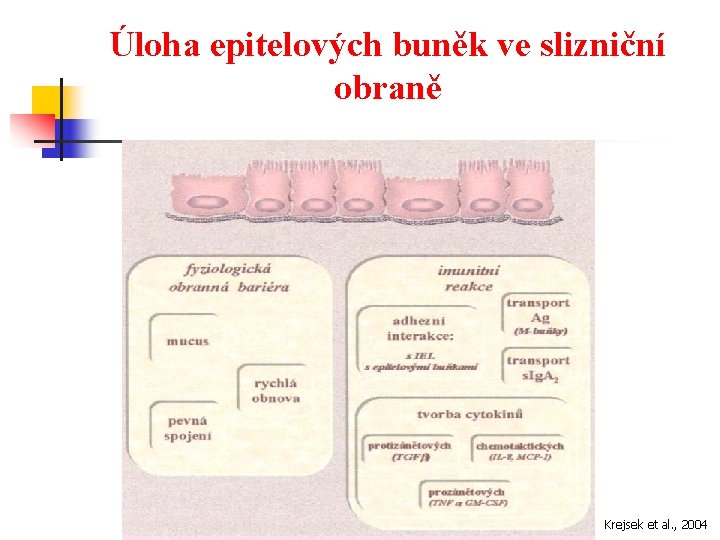Úloha epitelových buněk ve slizniční obraně Krejsek et al. , 2004 