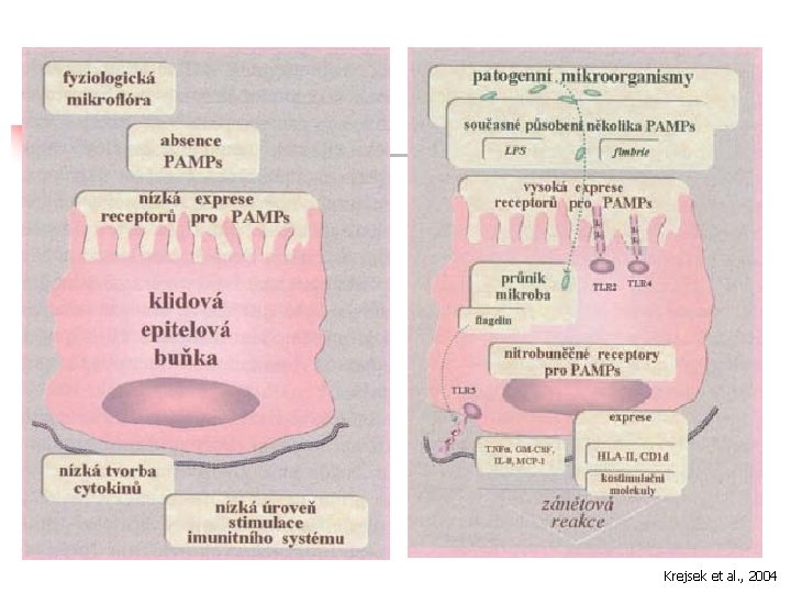 Krejsek et al. , 2004 