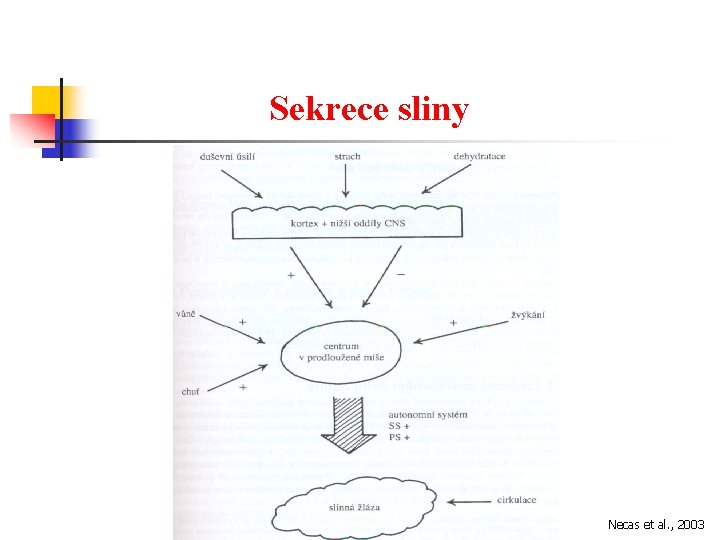 Sekrece sliny Necas et al. , 2003 