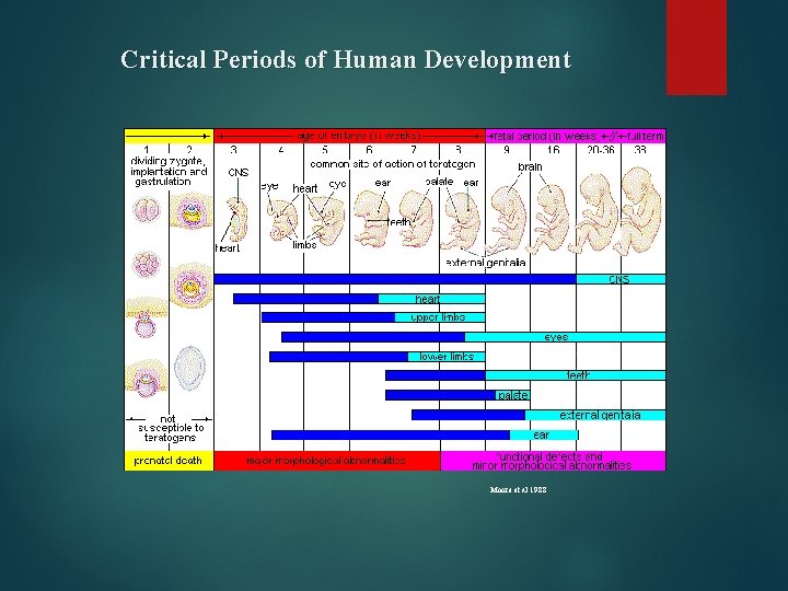 Critical Periods of Human Development Moore et al 1988 