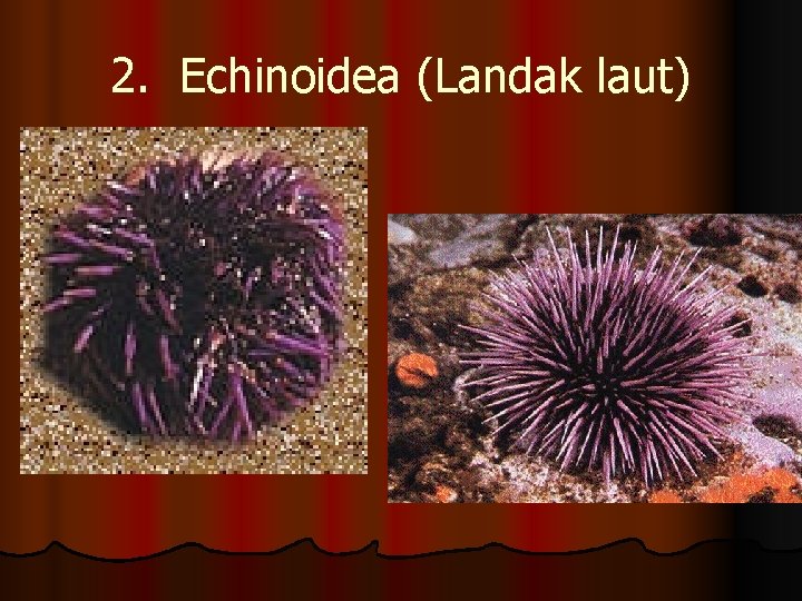 2. Echinoidea (Landak laut) 