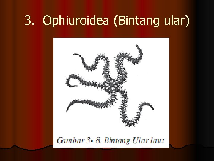 3. Ophiuroidea (Bintang ular) 