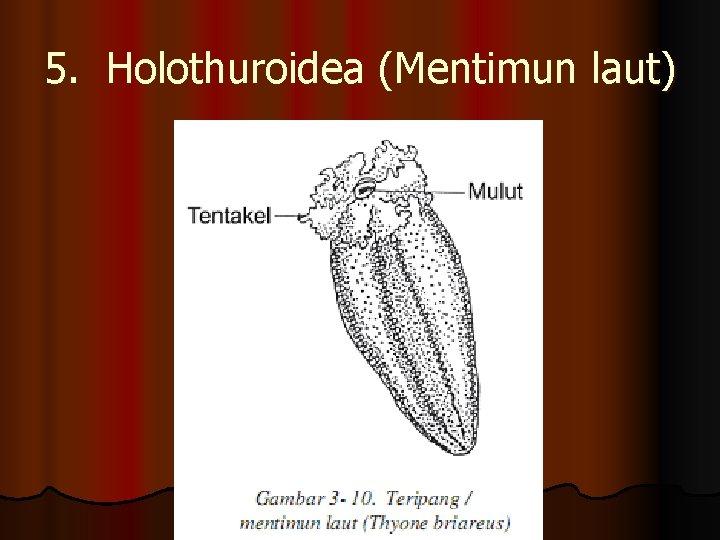 5. Holothuroidea (Mentimun laut) 