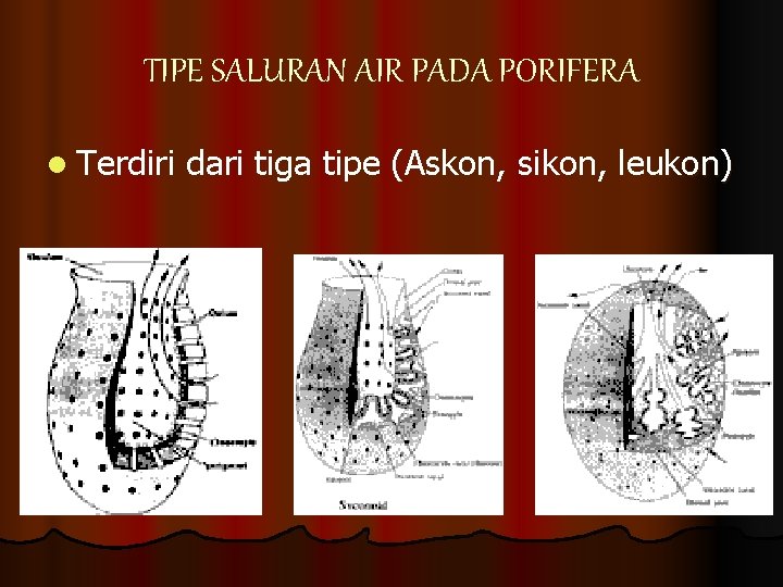 TIPE SALURAN AIR PADA PORIFERA l Terdiri dari tiga tipe (Askon, sikon, leukon) 