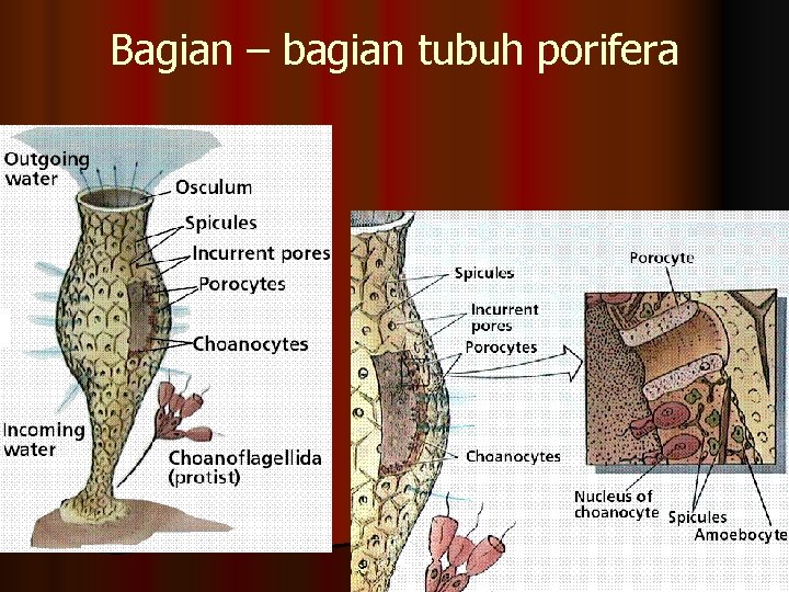 Bagian – bagian tubuh porifera 
