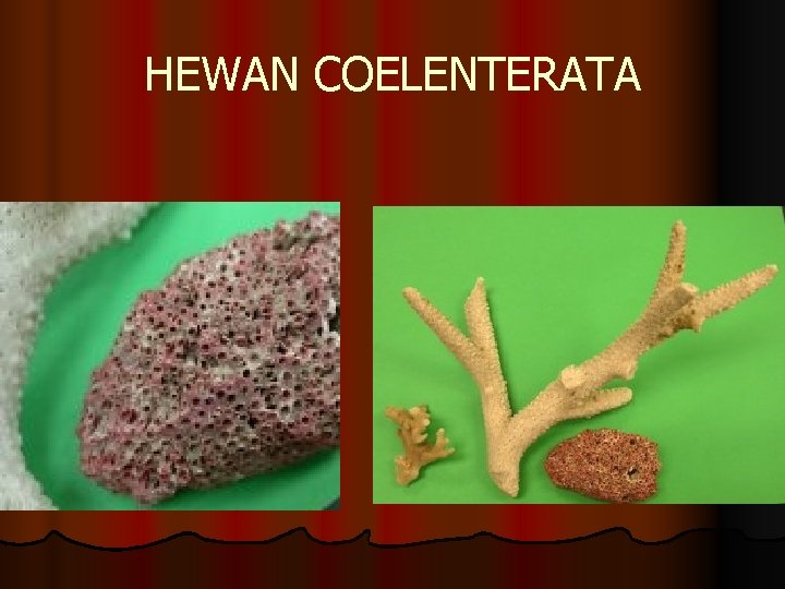 HEWAN COELENTERATA 
