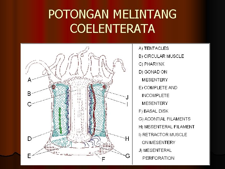 POTONGAN MELINTANG COELENTERATA 