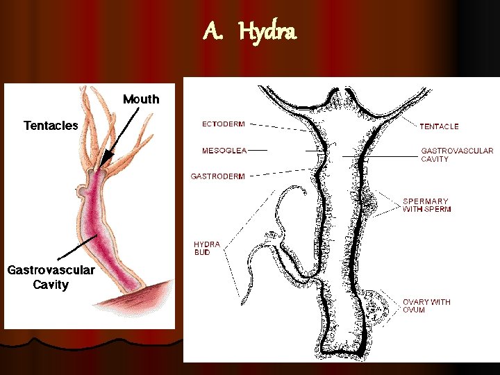 A. Hydra 