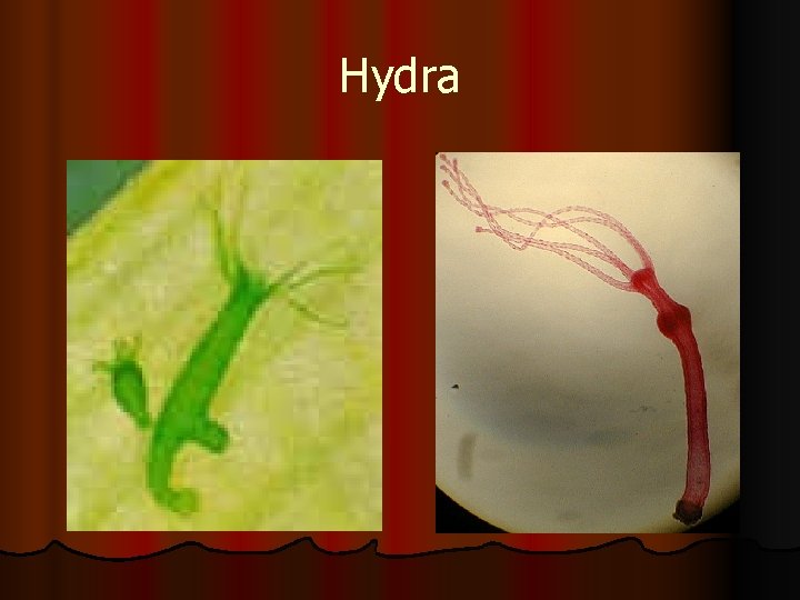 Hydra 