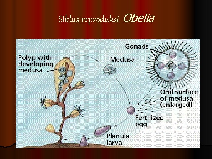 SIklus reproduksi Obelia 