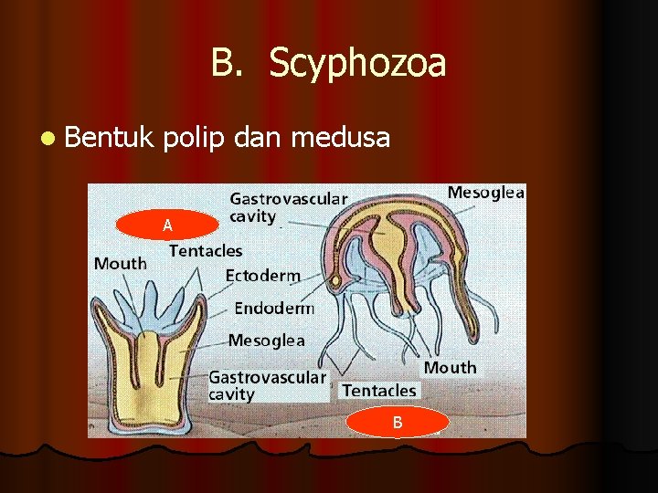 B. Scyphozoa l Bentuk polip dan medusa A B 
