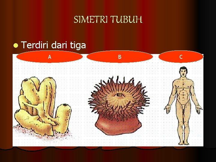 SIMETRI TUBUH l Terdiri A dari tiga B C 