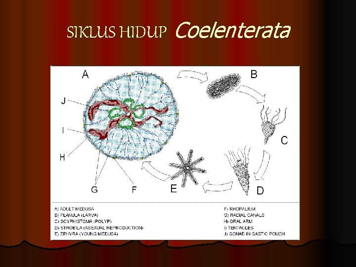 SIKLUS HIDUP Coelenterata 