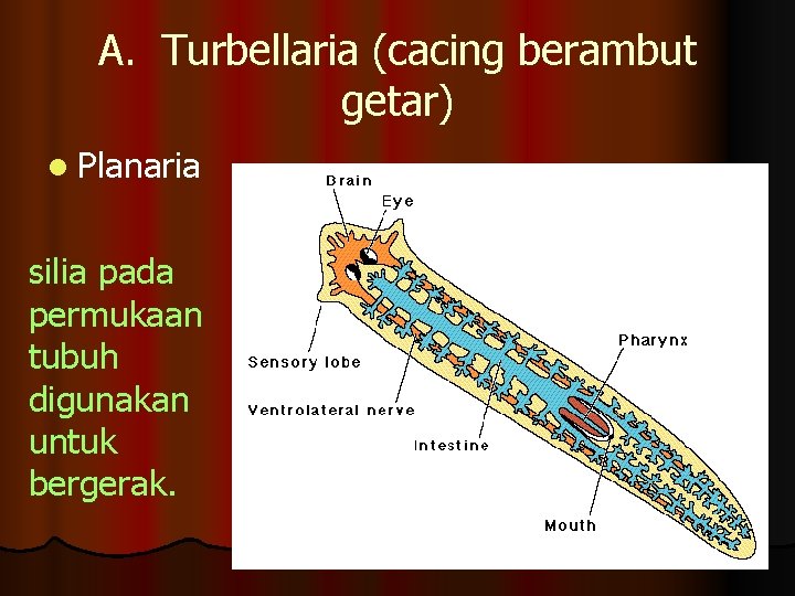 A. Turbellaria (cacing berambut getar) l Planaria silia pada permukaan tubuh digunakan untuk bergerak.