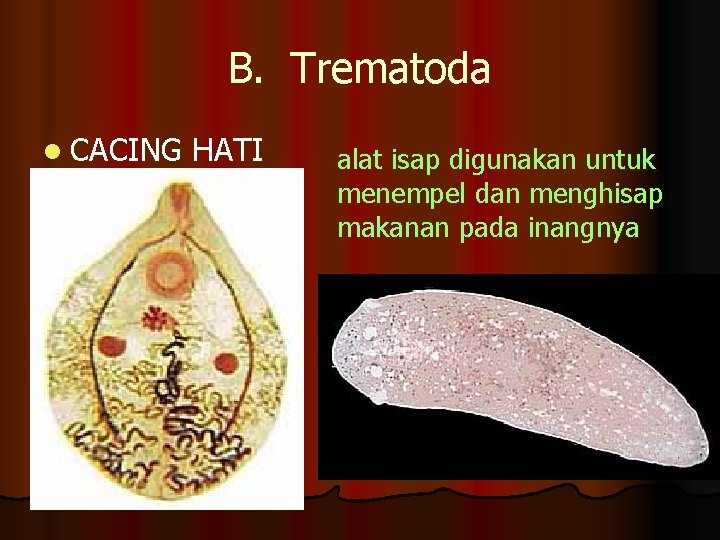 B. Trematoda l CACING HATI alat isap digunakan untuk menempel dan menghisap makanan pada