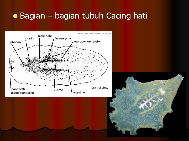 l Bagian – bagian tubuh Cacing hati 