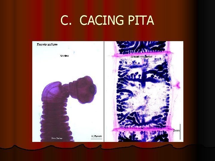 C. CACING PITA 