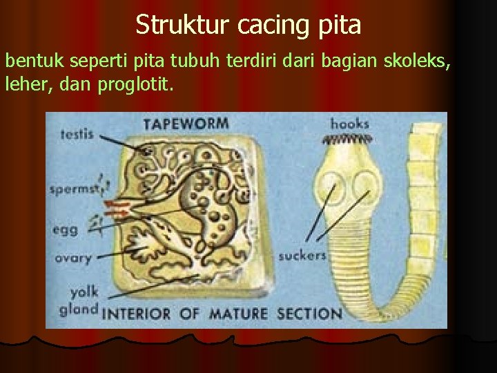 Struktur cacing pita bentuk seperti pita tubuh terdiri dari bagian skoleks, leher, dan proglotit.