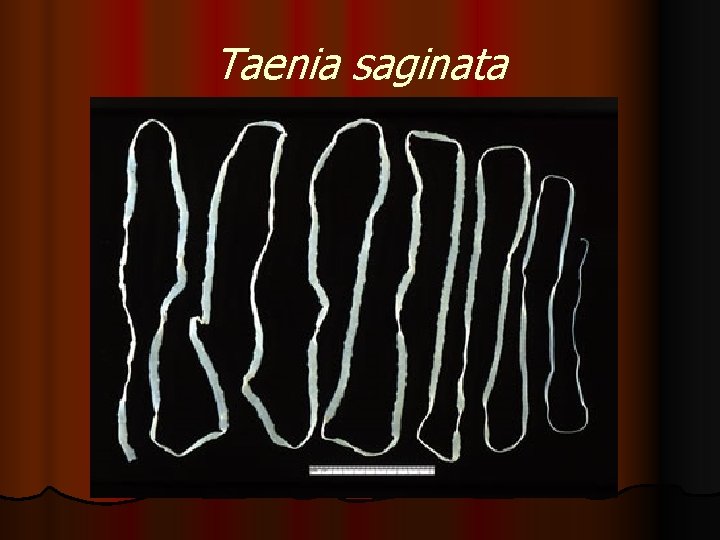 Taenia saginata 