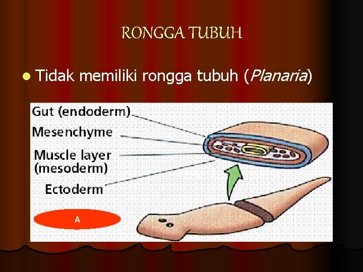 RONGGA TUBUH l Tidak memiliki rongga tubuh (Planaria) A 