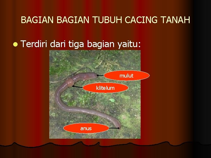 BAGIAN TUBUH CACING TANAH l Terdiri dari tiga bagian yaitu: mulut klitelum anus 