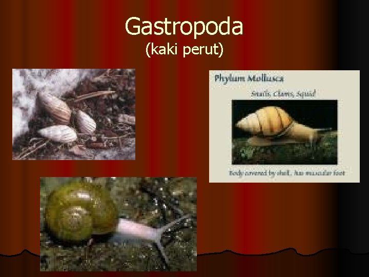 Gastropoda (kaki perut) 