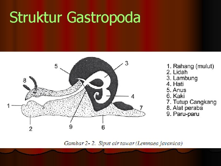 Struktur Gastropoda 