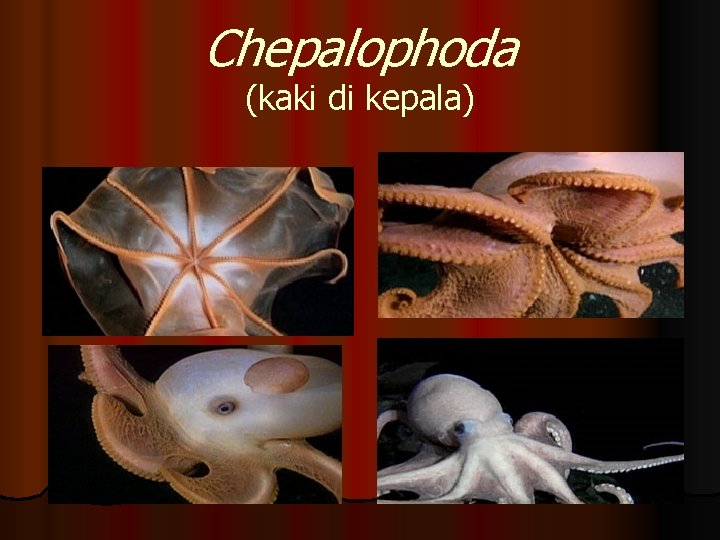 Chepalophoda (kaki di kepala) 