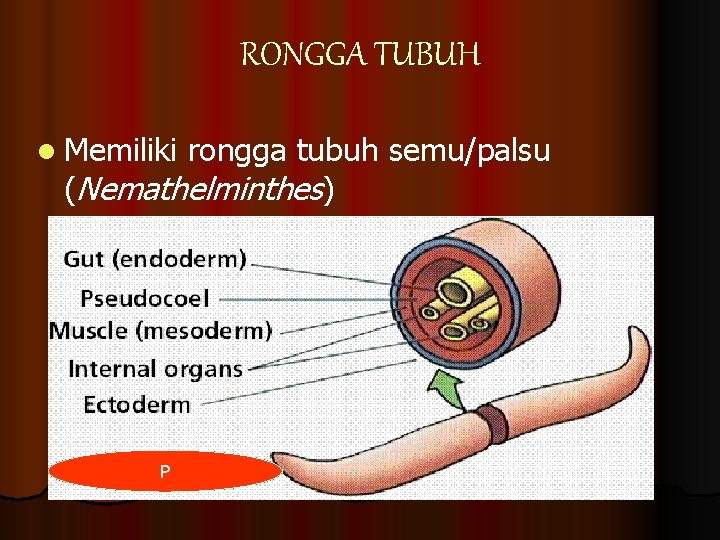 RONGGA TUBUH l Memiliki rongga tubuh semu/palsu (Nemathelminthes) P 