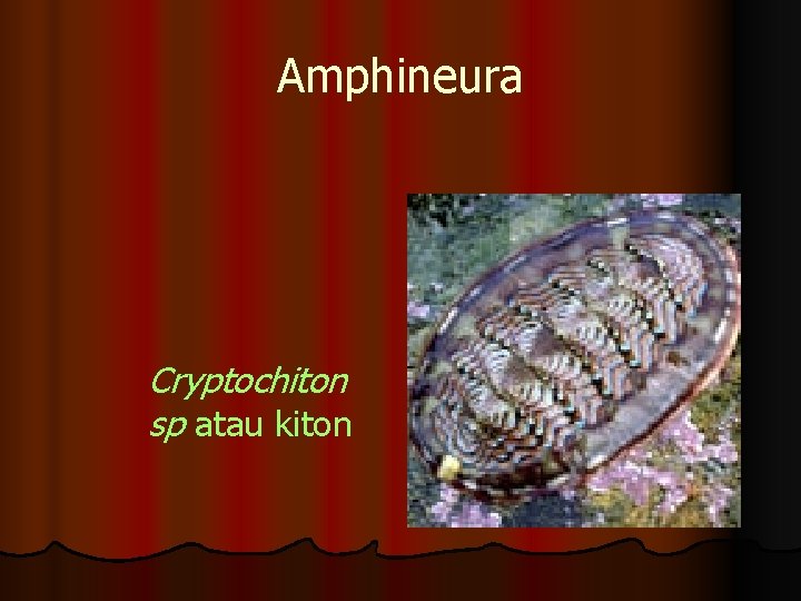 Amphineura Cryptochiton sp atau kiton 
