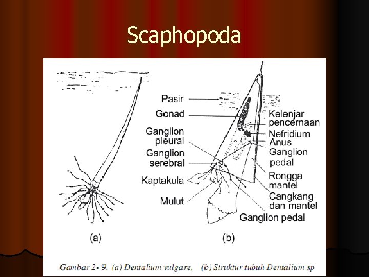 Scaphopoda 