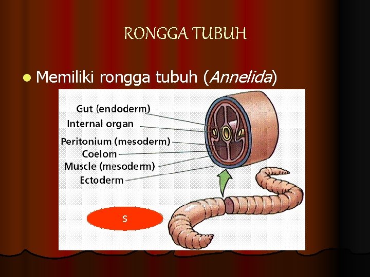 RONGGA TUBUH l Memiliki rongga tubuh (Annelida) S 