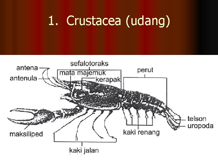 1. Crustacea (udang) 