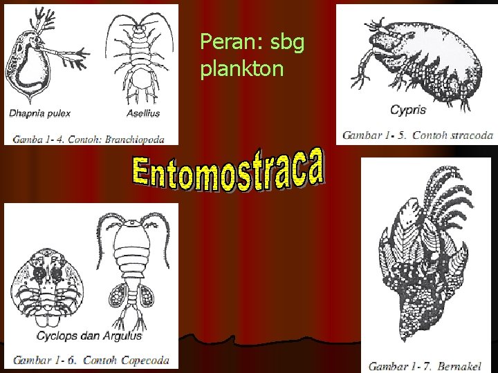 Peran: sbg plankton 