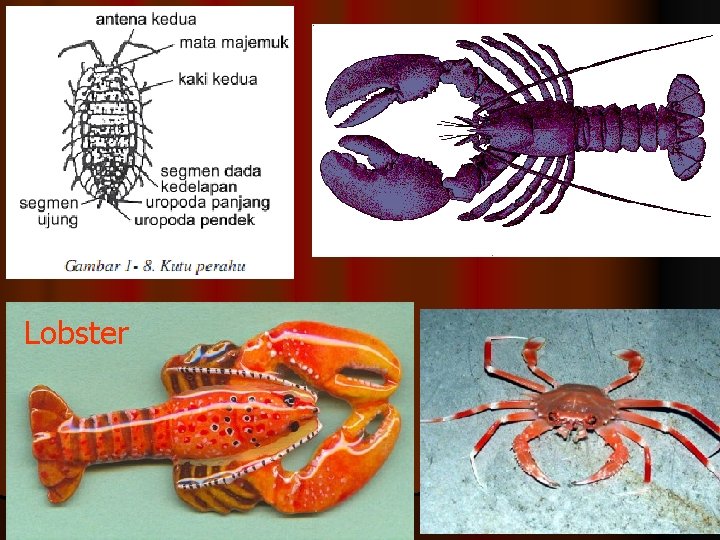 Lobster 