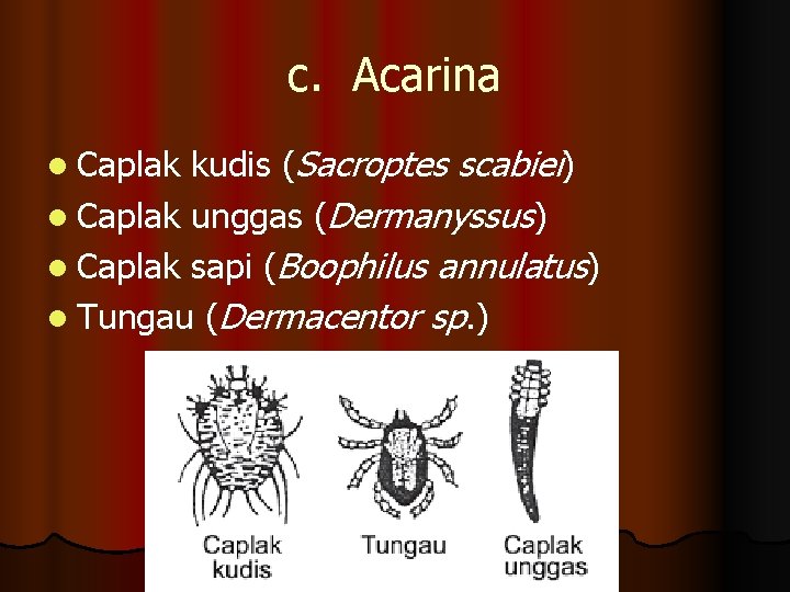 c. Acarina kudis (Sacroptes scabiei) l Caplak unggas (Dermanyssus) l Caplak sapi (Boophilus annulatus)