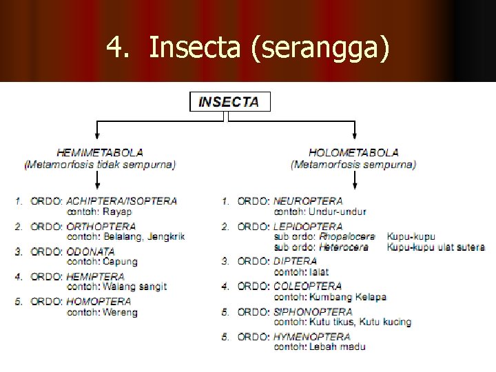 4. Insecta (serangga) 