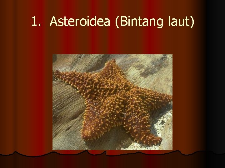1. Asteroidea (Bintang laut) 