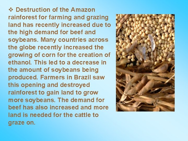 v Destruction of the Amazon rainforest for farming and grazing land has recently increased