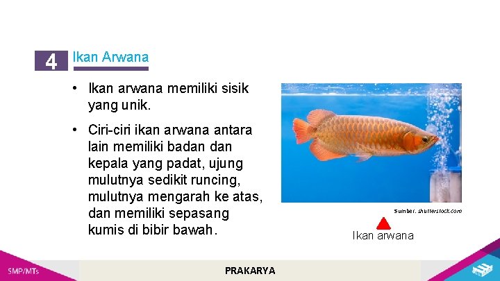 4 Ikan Arwana • Ikan arwana memiliki sisik yang unik. • Ciri-ciri ikan arwana