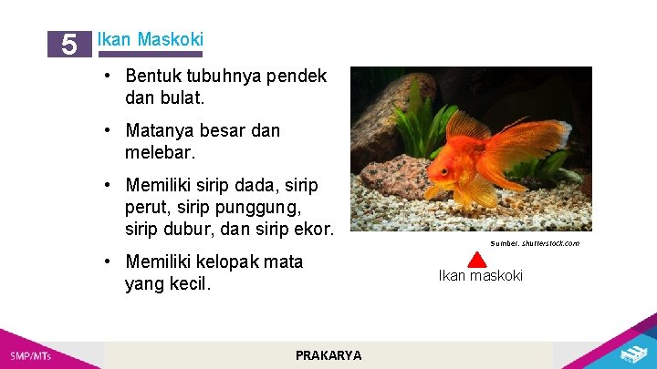 5 Ikan Maskoki • Bentuk tubuhnya pendek dan bulat. • Matanya besar dan melebar.