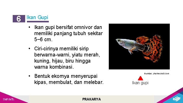 6 Ikan Gupi • Ikan gupi bersifat omnivor dan memiliki panjang tubuh sekitar 5−