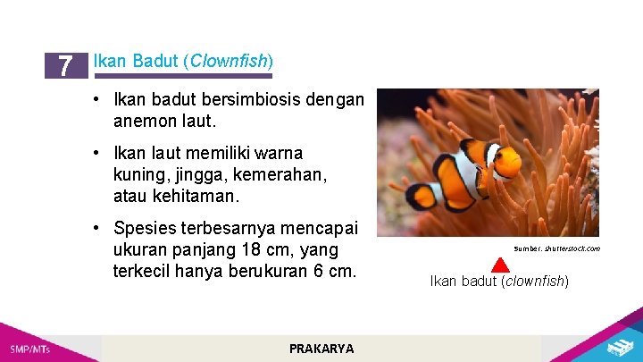 7 Ikan Badut (Clownfish) • Ikan badut bersimbiosis dengan anemon laut. • Ikan laut