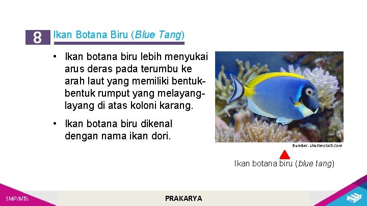 8 Ikan Botana Biru (Blue Tang) • Ikan botana biru lebih menyukai arus deras